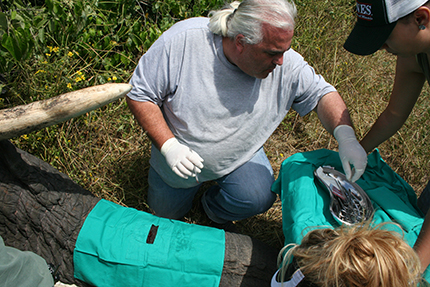 Prof Paul Manger and his team insert an activity data logger into the trunk of an elephant during the start of the study.