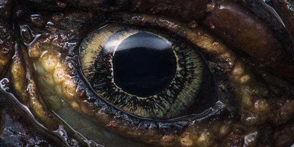 Close up image of the eye of a Sungazer lizard