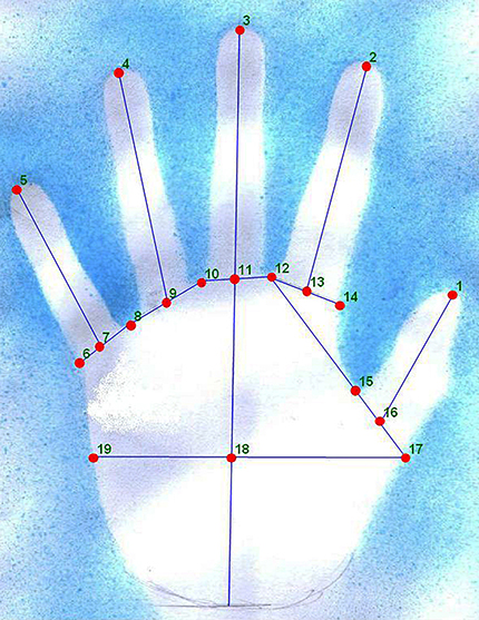 The forensic biometriclandmarksused in this study applied to an experimental hand stencil. Credit: Patrick Randolph-Quinney, UCLan/Wits