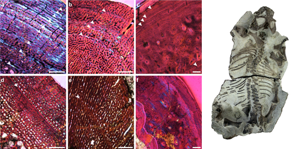 Osteohistological-sections-and-Lystrosaurus-specimens