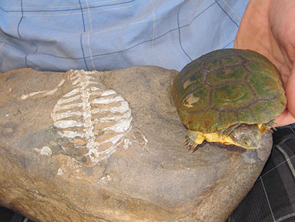 Fossil of the oldest proto-turtle, Eunotosaurus (left). Its broadened ribs were later incorporated into the modern protective turtle shell as found in Pelusios (right). Credit: Luke Norton.