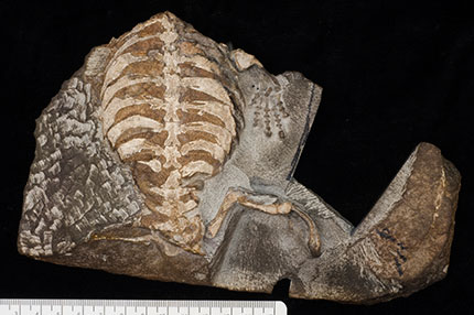 A new fossil of the oldest proto-turtle, Eunotosaurus, discovered by then eight-year-old Kobus Snyman on his father’s farm in the Karoo in South Africa. Credit: Tyler R. Lyson 