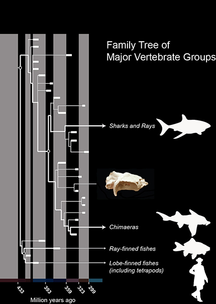 Family tree of modern-jawed vertebrates showing the position of Dwykaselachus