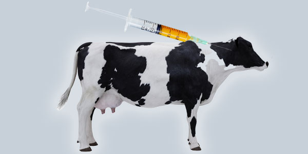 Antibiotics in animals and the impact on human health | Curiosity 16: #Drugs © https://www.wits.ac.za/curiosity/