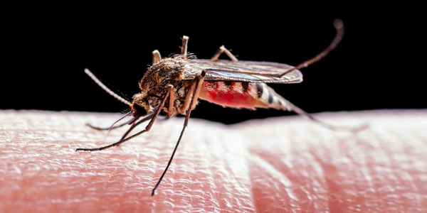 Mosquitoes and malaria | Curiosity 16: #Drugs © https://www.wits.ac.za/curiosity/