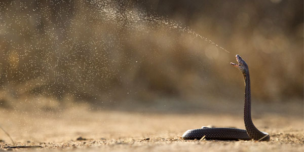 Snake and venom | Curiosity 16: #Drugs © https://www.wits.ac.za/curiosity/