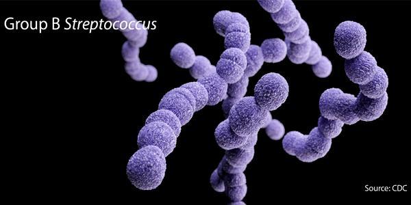 Group B Streptococcus bacteria cause stillbirth and infant death from invasive disease