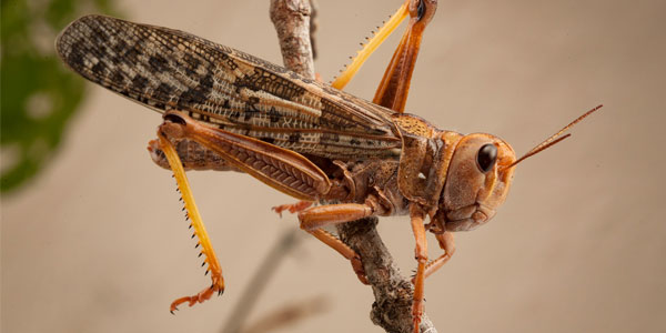Brown locust