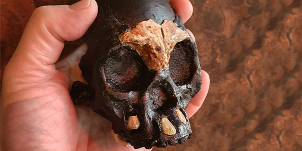 A reconstruction of the skull of Leti in the hand of Professor Lee Berger © WITS UNIVERSITY