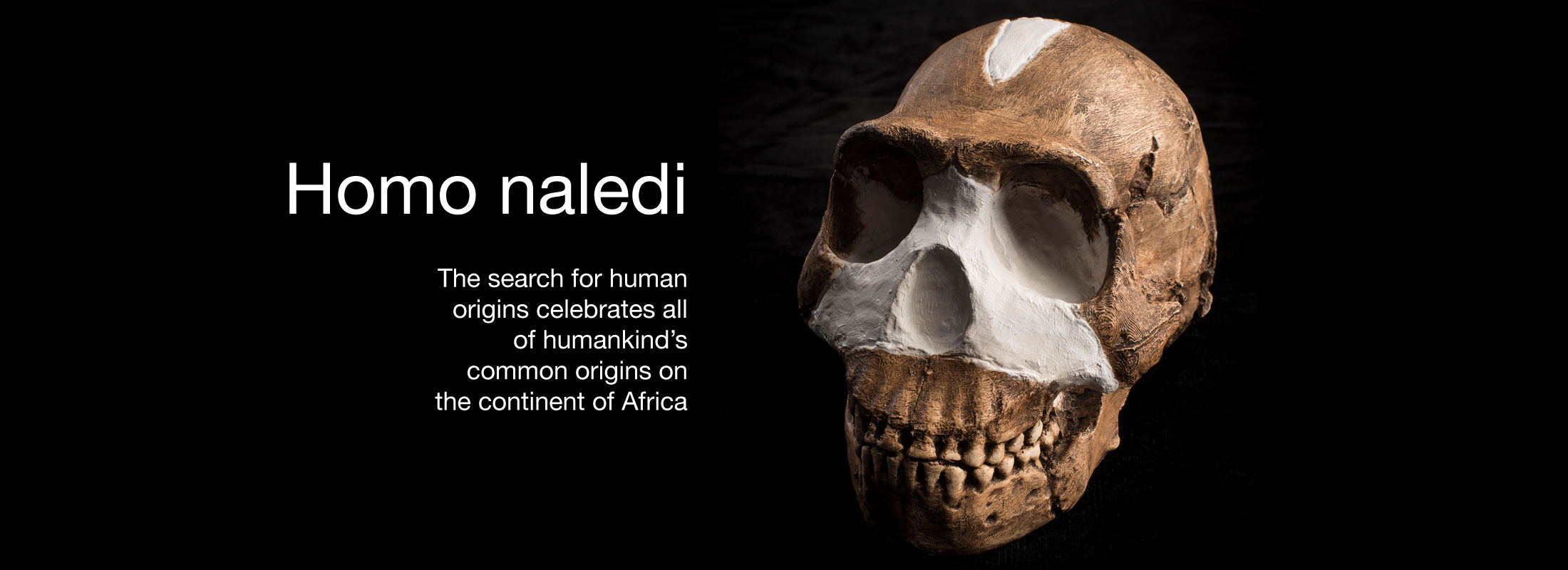 Homo naledi Homo naledi