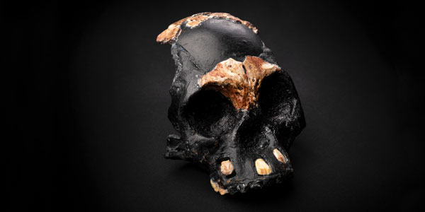 A reconstruction of the skull of Leti, the first Homo naledi child whose remains were found in the Rising Star cave in Johannesburg © WITS UNIVERSITY