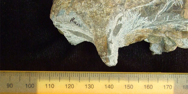 A fossil tooth contains isotopes that offer clues of aridification.