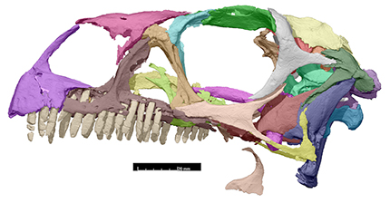 Profile view of the Massospondylus skull scan