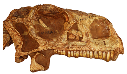 Profile view of the Massospondylus skull