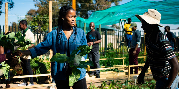 Wits student harvesting crop from the Wits Food Garden