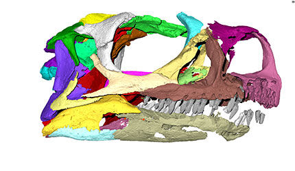 Scan of the Ngwevu skull  © Kimberley Chapelle