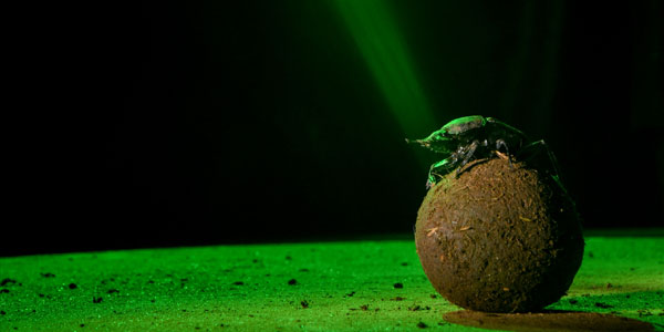 Dung beetles can use the colour gradients of the sky during the day to orientate themselves while navigating. A green light is used in an experiment to mimic the position of the sun during a certain time of the day. Credit: Chris Collinridge