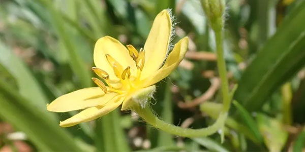 The rhizomes of this flowering plant, Hypoxis angustifolia, were cooked by early humans. © Lyn Wadley