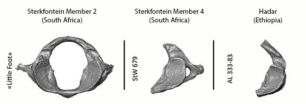 Comparison of the nearly intact first cervical vertebra of “Little Foot” and two other Australopithecus from Sterkfontein in South Africa and from Hadar in Ethiopia showing how complete “Little Foot” is as compared to the rest of the fossil record. 