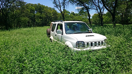 A Wits University vehicle is stuck in a field of Parthenium, outside the Kruger National Park in South Africa. Credit: Blair Cowie