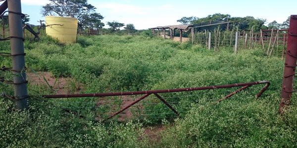 A cattle kraal is left abandoned due to a Parthenium infestation in Malelane, South Africa. Credit:  Blair Cowie