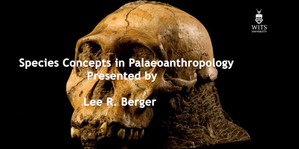 Species in palaeoanthropology