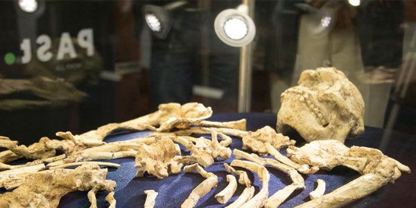 Little Foot in Phillip V Tobias Fossil Hominid Vault