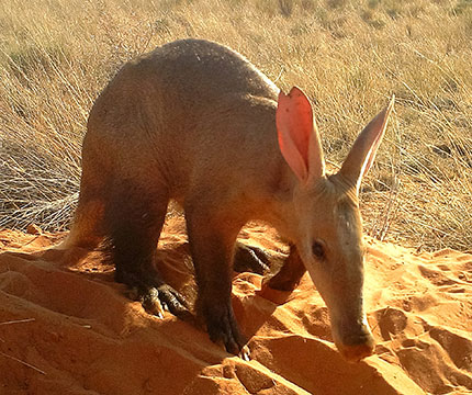 2020-07 - Daytime aardvark sightings are a sign of ...