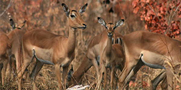 The seasonal dietary migration of Impala in the Kruger National Park in South Africa rivals the geographical migration of wildebeest in the Serengeti National Park in Tanzania.