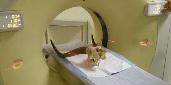 Reedbuck skull X-rayed at Donald Gordon Hospital in Johannesburg. © Julien Benoit