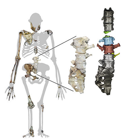 Australopithecus sediba silhouette showing the newly-found vertebrae along with other skeletal remains from the species. The enlarged detail (a photograph of the fossils in articulation on the left; micro-computed tomography models on the right) shows the newly discovered fossils, in colour on the right between previously known elements in grey.