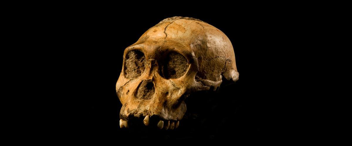 The cranium of Malapa hominid 1 (MH1) from South Africa, named 