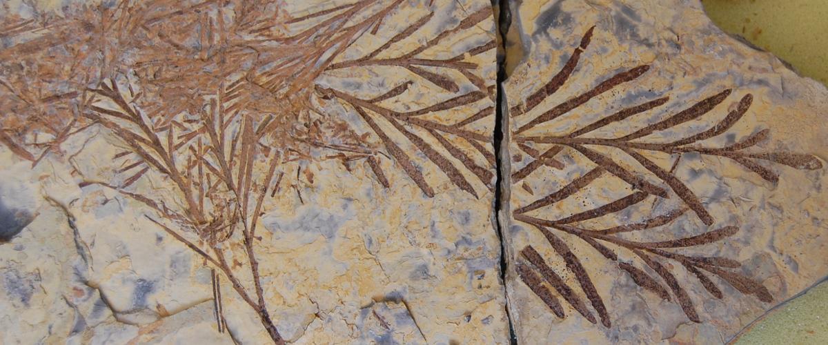 An extinct genus of fork-leaved seed ferns that flourished during the Triassic (252 to 201million years ago). Their fossils are known from South Africa, Australia, New Zealand, South America and Antarctica.