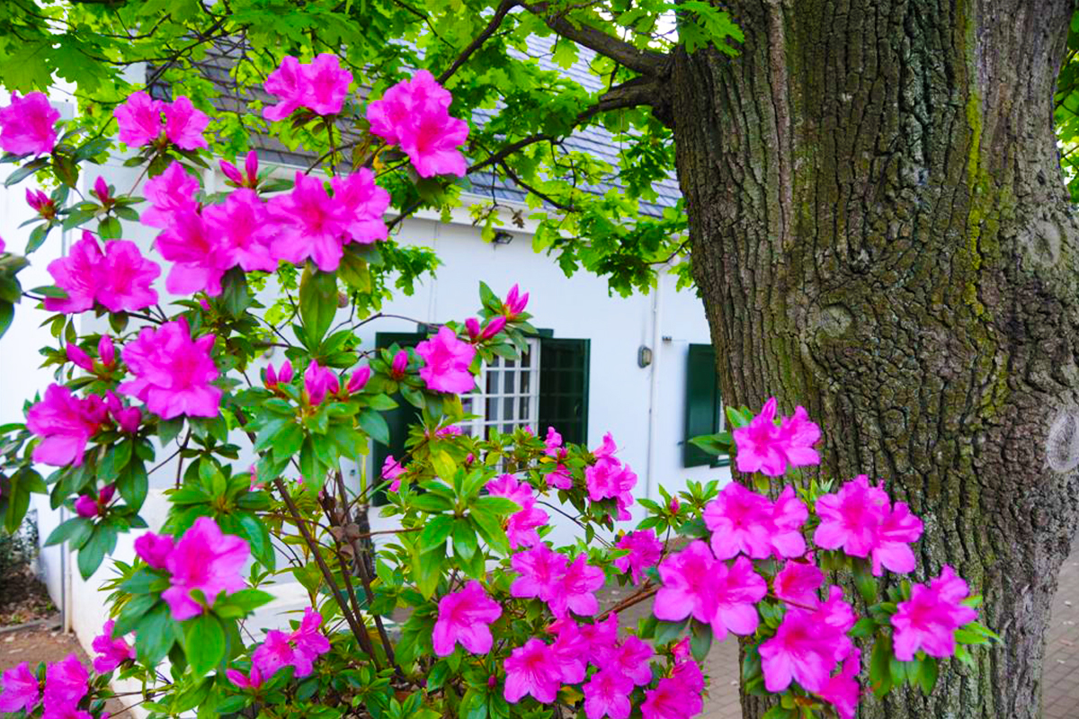 Azalea flowers Alumni House