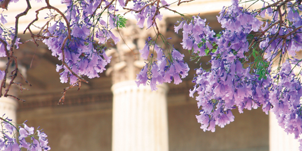 Wits Great Hall jacaranda blooms