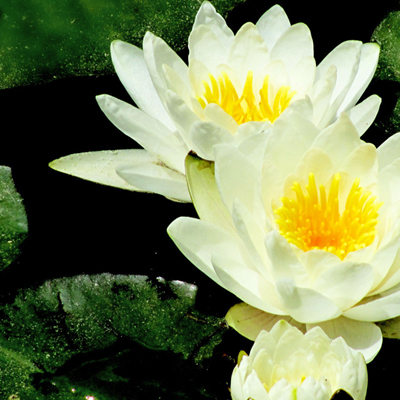 Water Lilly Wits campus