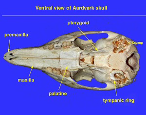 Aardvark Skull - Wits University
