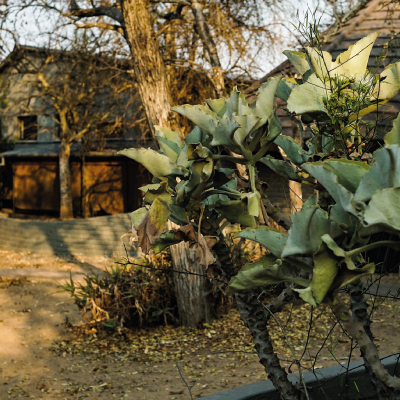 Wits Rural Facility