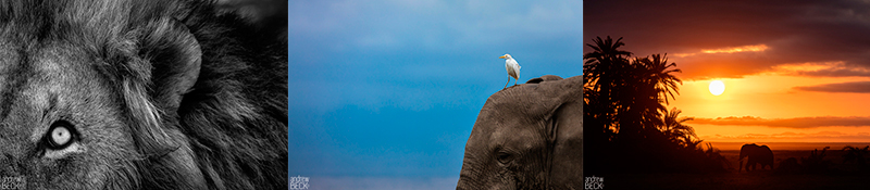 Conservationist and photographer Andrew Beck (BSc Hons 2007, MSc 2009)