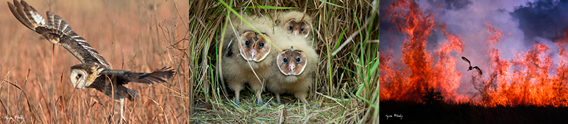 African Grass-Owl research and conservation project