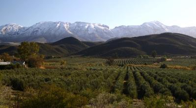 De Rustica is in one of the hidden valleys of the Klein Karoo, with its special rugged beauty and cold winters – make it an ideal spot for growing olives.