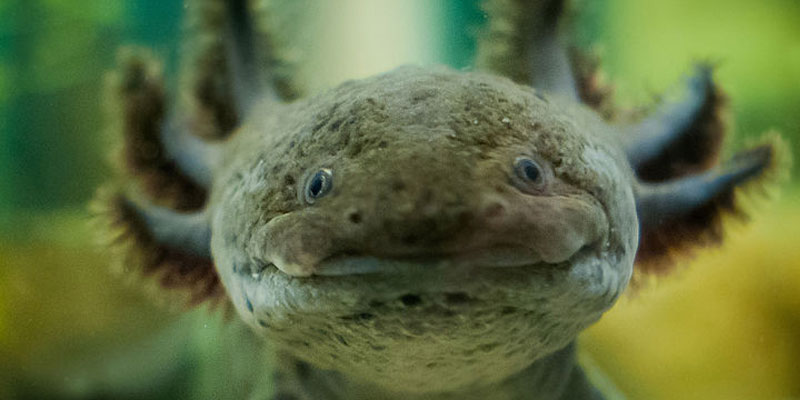 Axolotyls Axolotyls