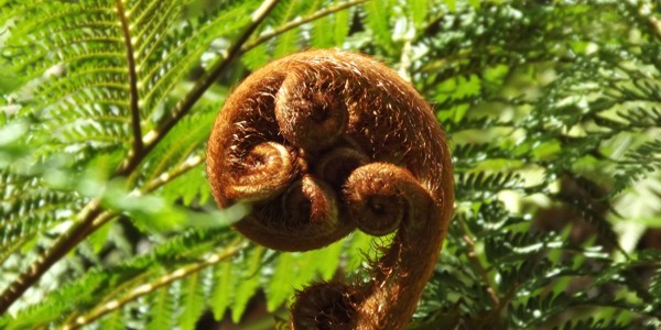 Unfurling tip of fern leaf