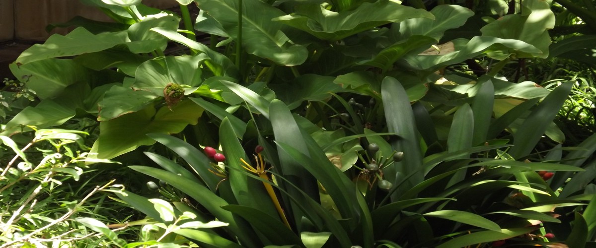 understory of forest garden