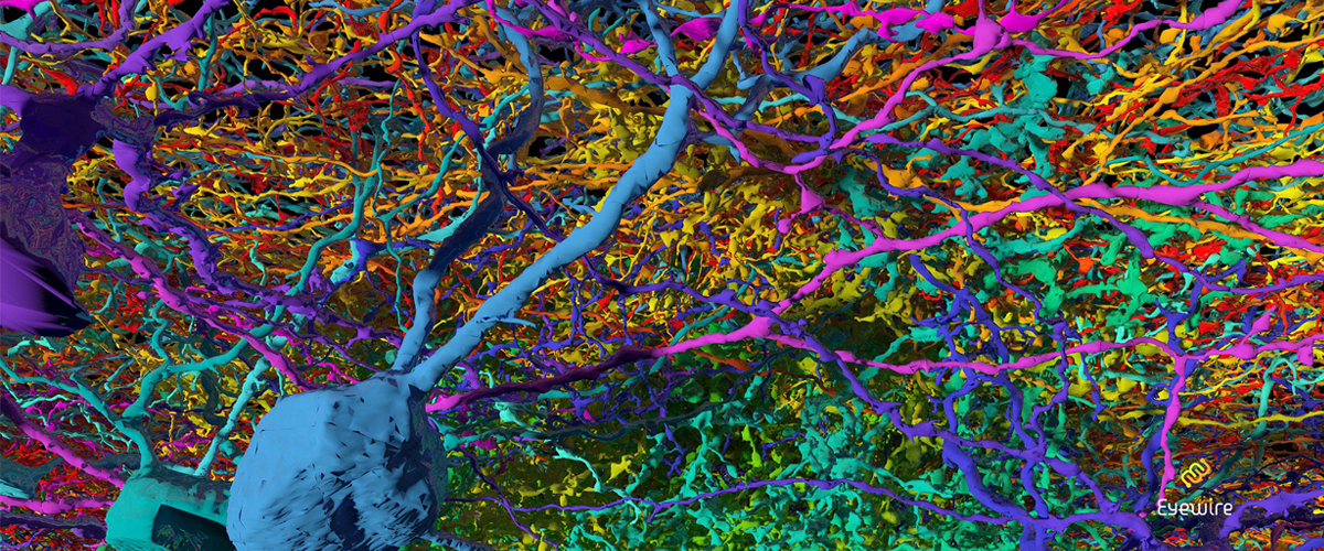 EyeWire-Candy-Neurons-eyewire.org-Image-by-Alex-Norton,-Seung-Lab,-MIT CC BY-NC-SA 2.0 .jpg
