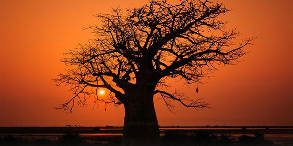 Boabab tree at dusk