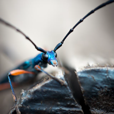 longhorn-beetle copyright Wade Stanton Jones