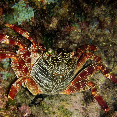 Marine life at night copyright Sipho Matjebe