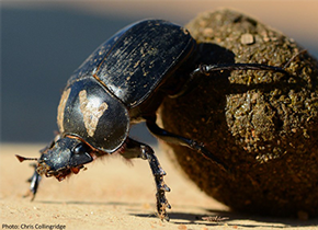 Scarabaeus sacer credit Chris Collingridge