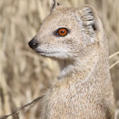 Yellow Mongoose copyright Ashadee Kay Miller